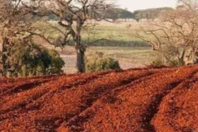 por que esse solo é um dos melhores do Brasil para plantar