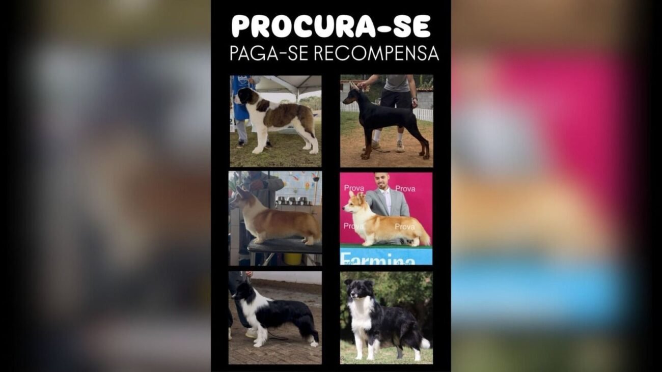 Animais roubados, canil divulga imagens • Reprodução Redes sociais / SSP