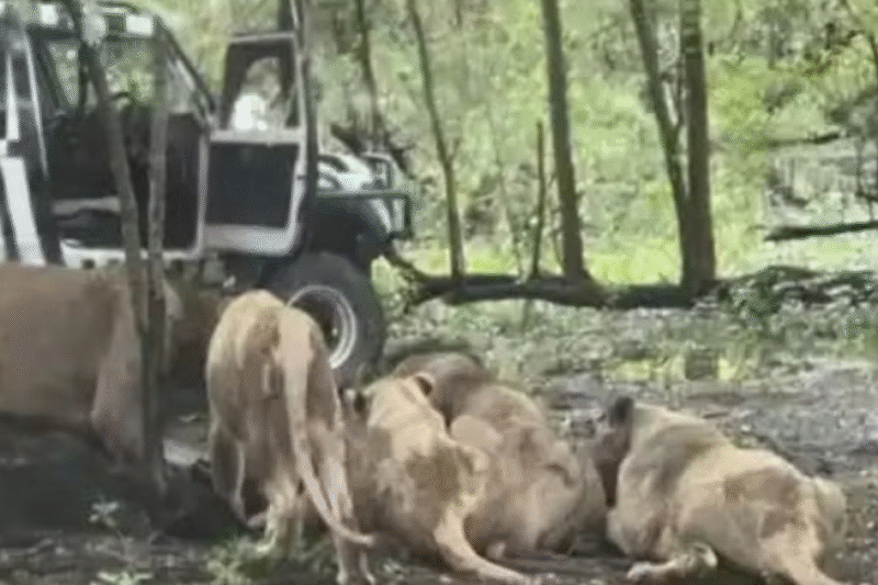 Funcionário de zoológico é devorado por leões em frente a grupo de turistas
